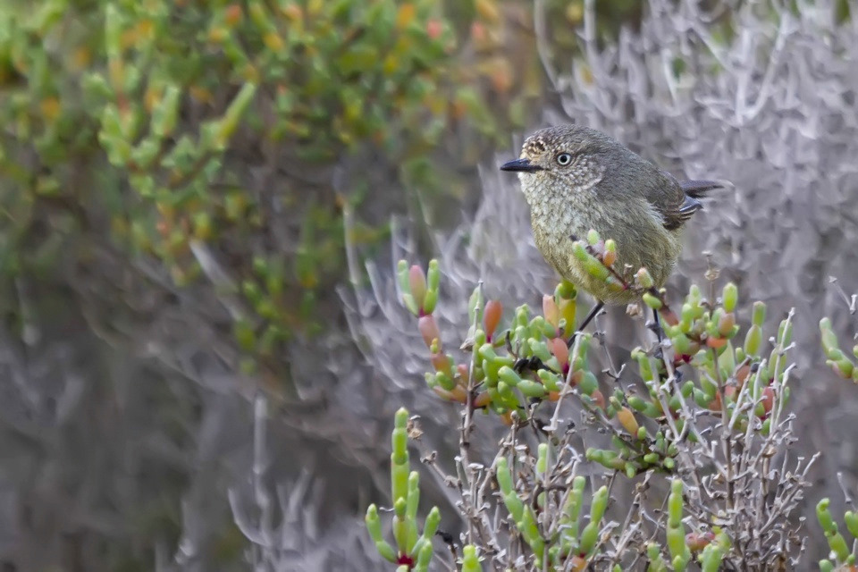 Slender-billed Thornbill (Acanthiza iredalei)